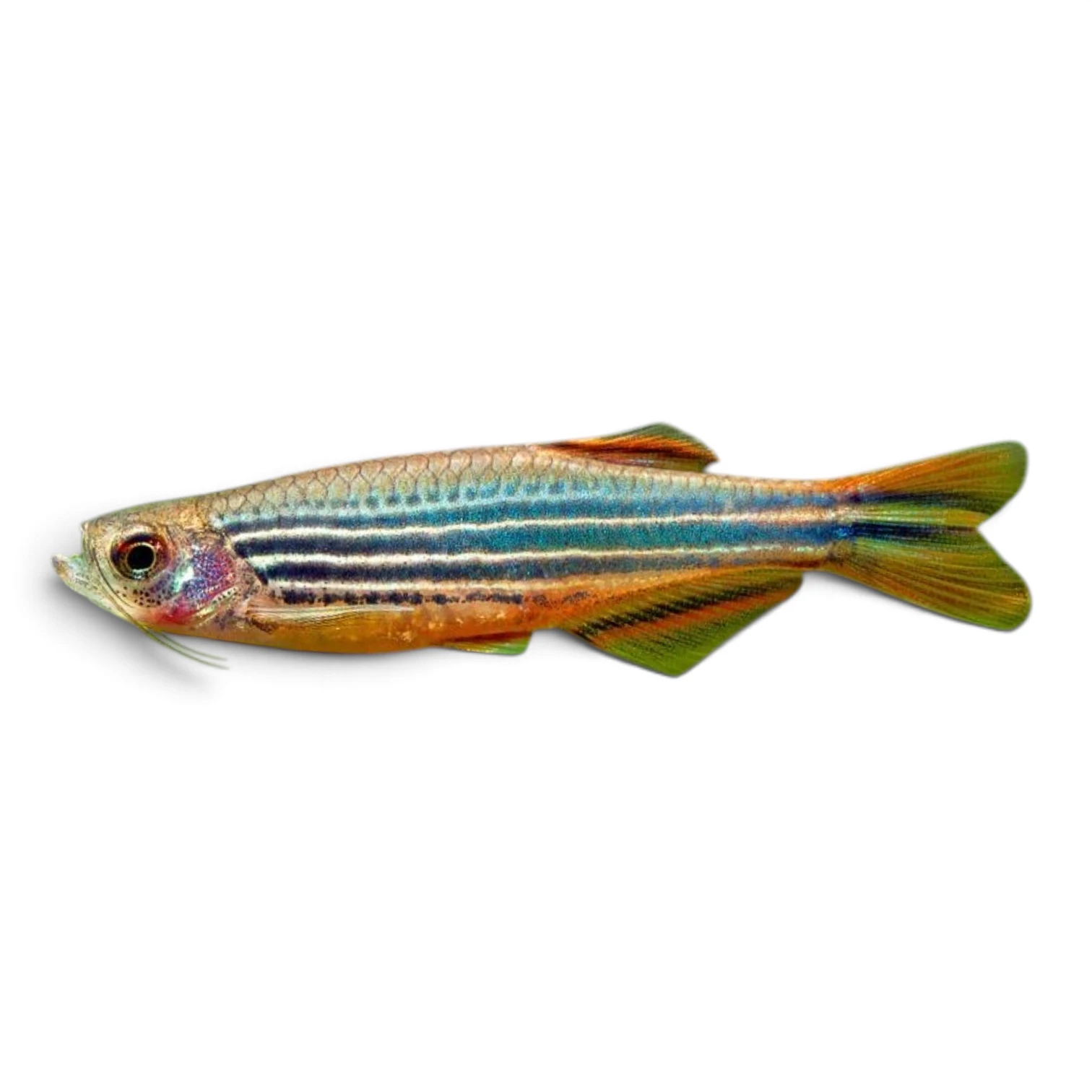 Orange finnet Danio - Danio Kyathit